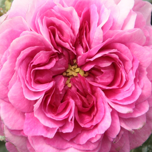 Питомник РозPoзa Химмельсауге - Старая садовая роза  - лиловая - роза с интенсивным запахом - Рудольф Гешвинд - Одноразовым, но обильным цветением розы можно любоваться весной или летом.